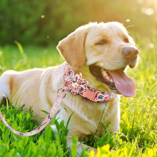 5 ADET Kız köpek tasması ve Tasma Setleri, BOZİLY Sevimli köpek tasmaları Seti Kadın Köpekler için, Ayarlanabilir